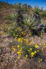 Springtime at the edge of Joshua Tree National Park, California. Art Print